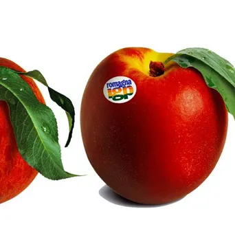 Pesca e nettarina di Romagna IGP